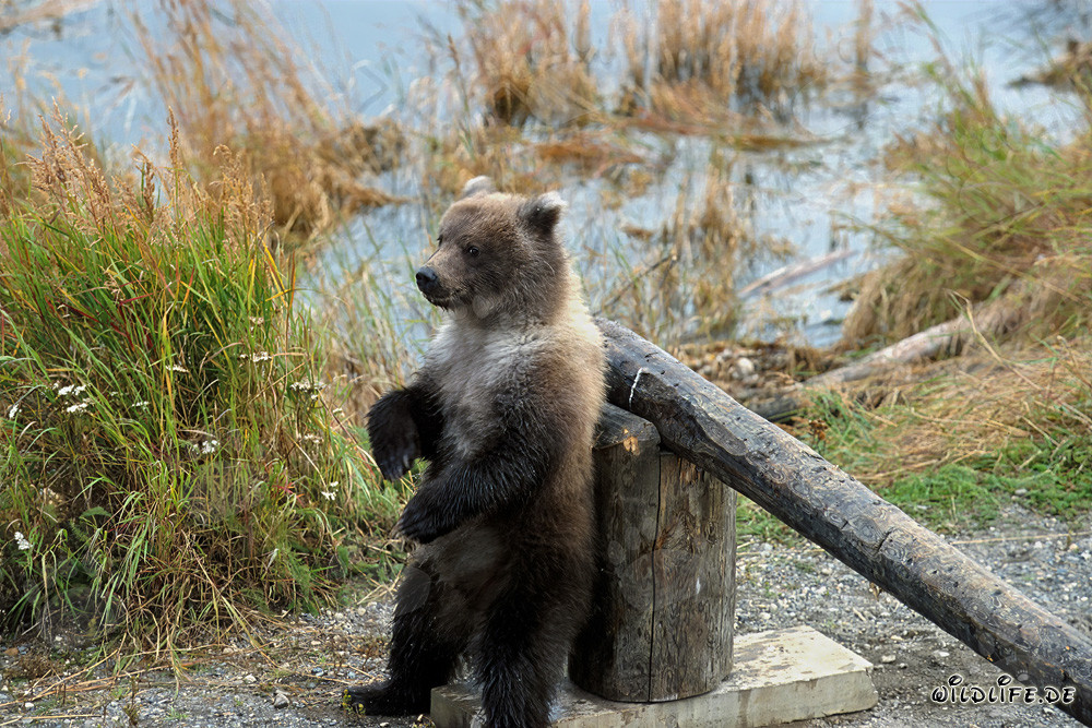 Jeune ours brun observant attentivement l'environnement au poste frontière