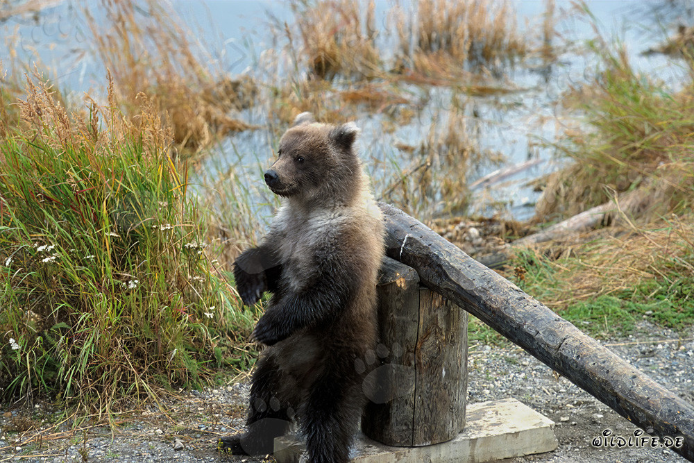 Junger Braunbär beobachtet wachsam die Umgebung am Schlagbaum