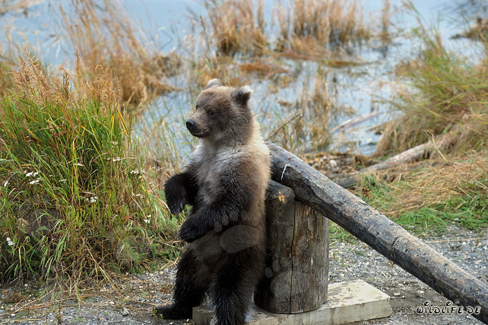 Young brown bear vigilantly observes the surroundings at the barrier