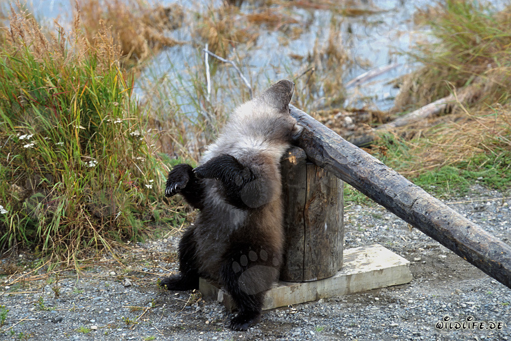 Relaxed little Brown Bear at the Turnpike