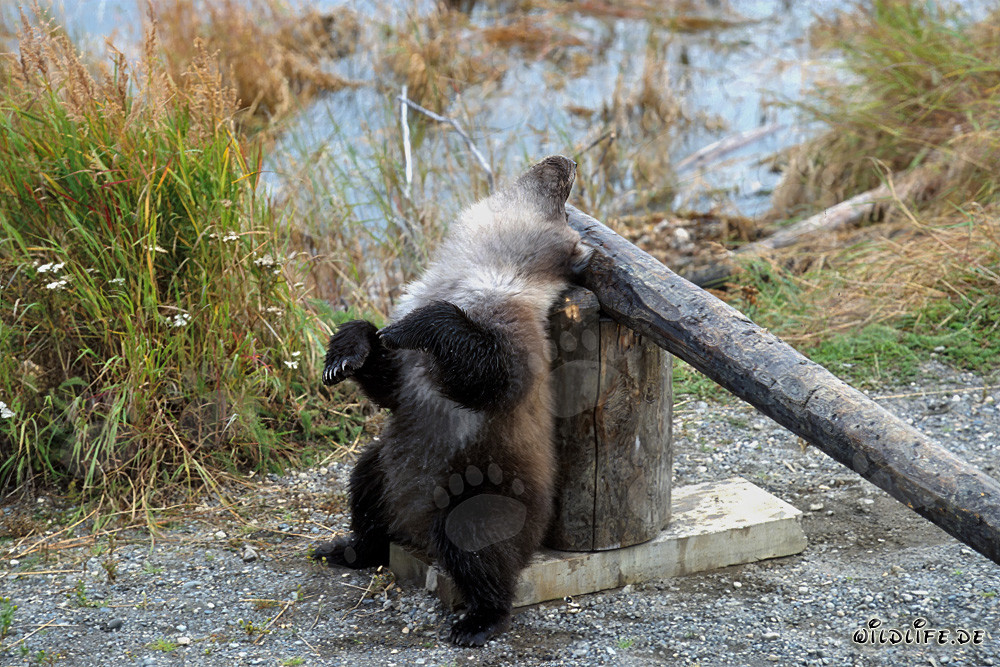 Piccolo orso bruno rilassato alla sbarra del pedaggio
