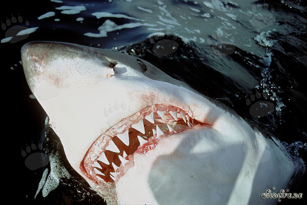 I denti impressionanti dello Squalo Bianco
