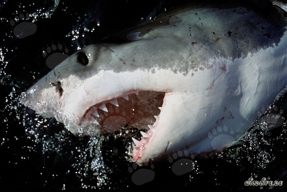 Majestic Great White Shark displays its impressive set of teeth and powerful jaws