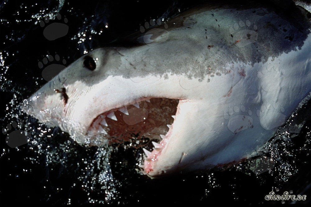 Grand requin blanc majestueux exhibant ses impressionnantes dents et sa puissante mâchoire