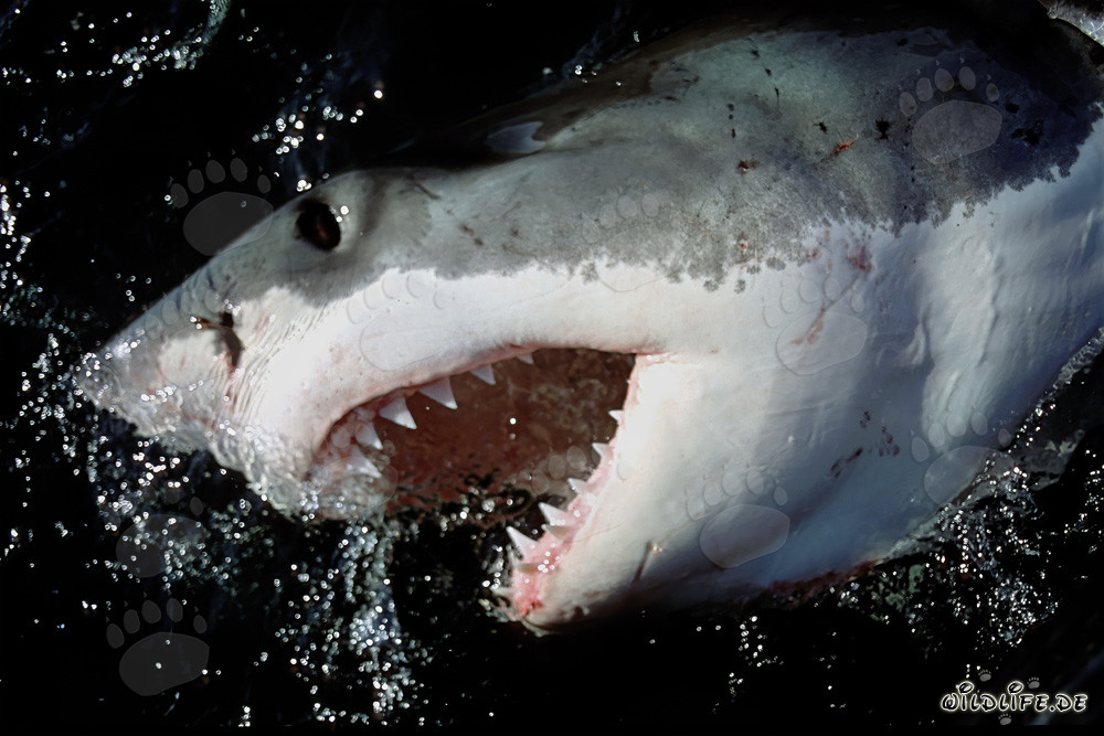 Majestuoso tiburón blanco mostrando sus impresionantes dientes y su poderosa mandíbula