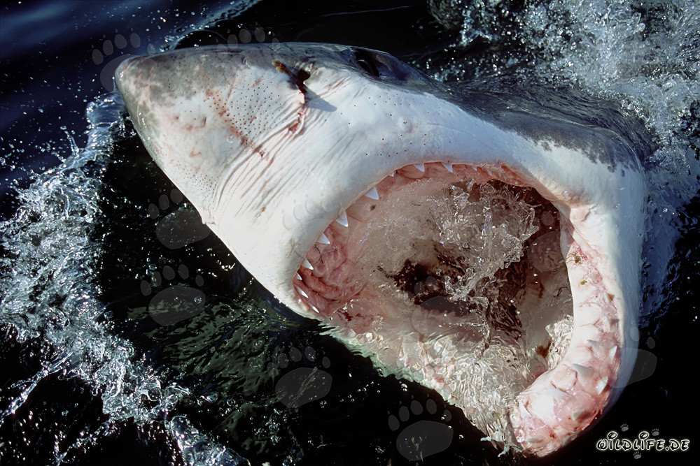 Grand requin blanc avec la bouche ouverte et les ampoules de Lorenzini à la surface de l'eau