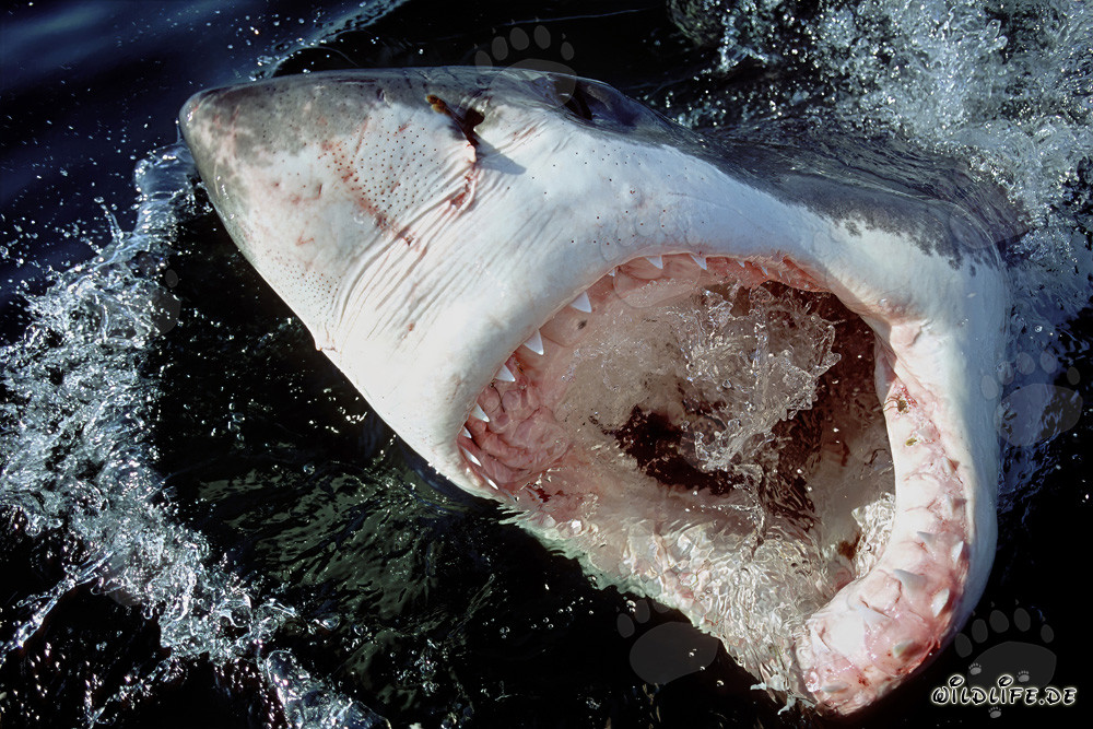 Grand requin blanc avec la bouche ouverte et les ampoules de Lorenzini à la surface de l'eau