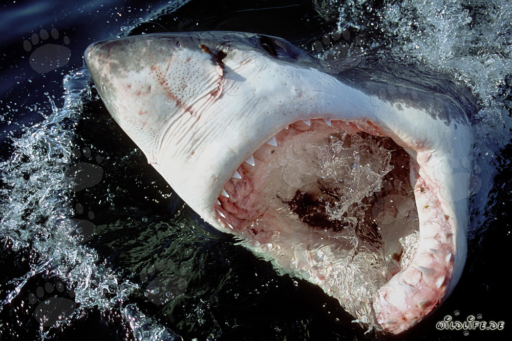 Majestic Great White Shark with Open Mouth and Ampullae of Lorenzini at the Water Surface