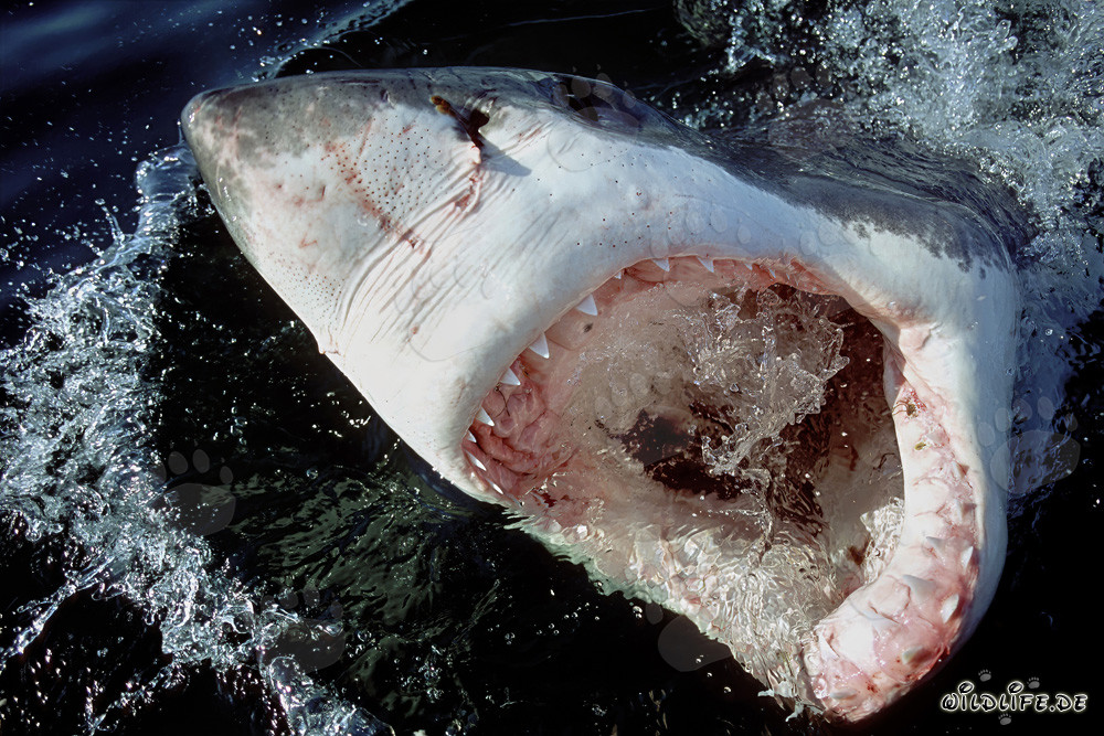 Majestic Great White Shark with Open Mouth and Ampullae of Lorenzini at the Water Surface