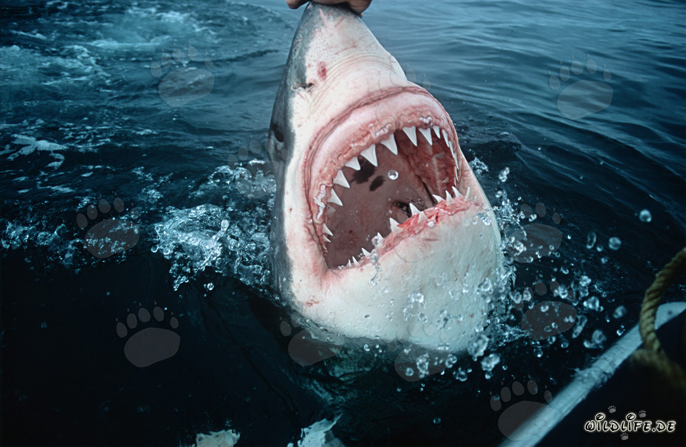 Grand requin blanc majestueux : les redoutables dents du prédateur des mers