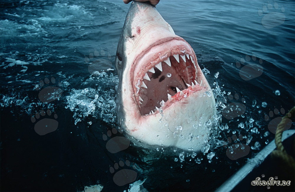 Majestic Great White Shark: The Menacing Teeth of the Ocean Predator