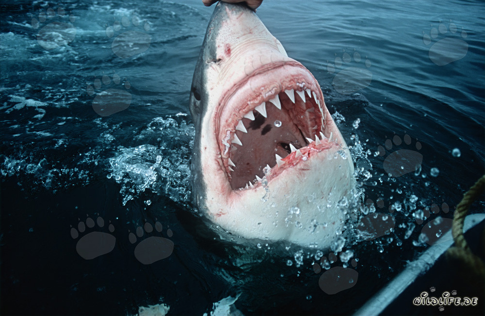 Squalo bianco maestoso: i temibili denti del predatore marino