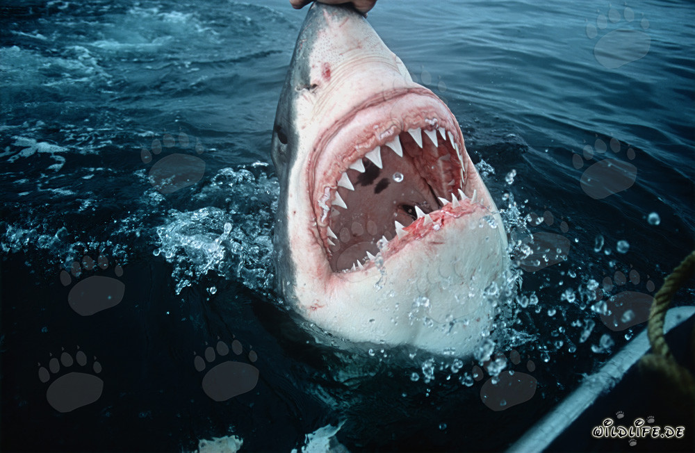Tiburón blanco majestuoso: los temibles dientes del depredador marino