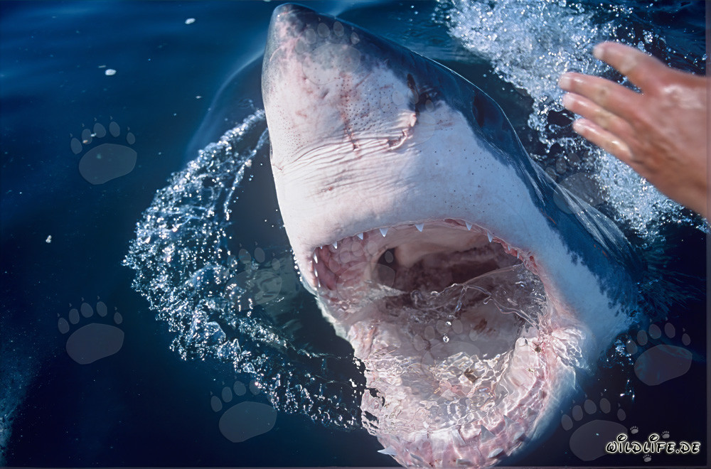 Grand requin blanc impressionnant montre sa puissante mâchoire en Afrique du Sud