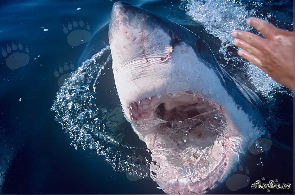 Impressive Great White Shark showcasing its powerful jaws in South Africa
