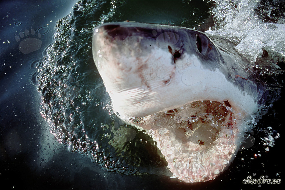 Gran tiburón blanco majestuoso rompe la superficie del agua