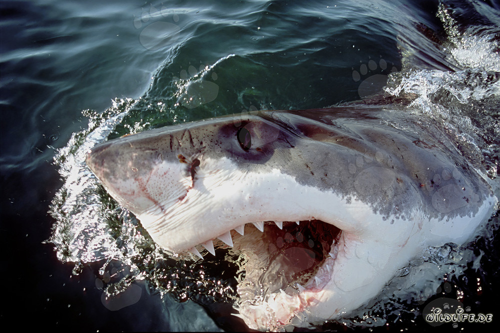 Grand requin blanc brise l'eau avec la gueule ouverte