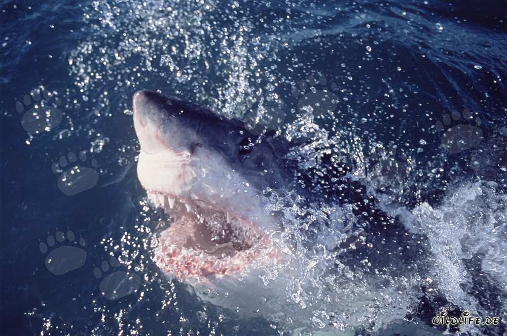 Impresionante Gran Tiburón Blanco rompe dramáticamente la superficie del mar