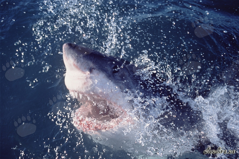 Impressive Great White Shark dramatically breaches the ocean surface