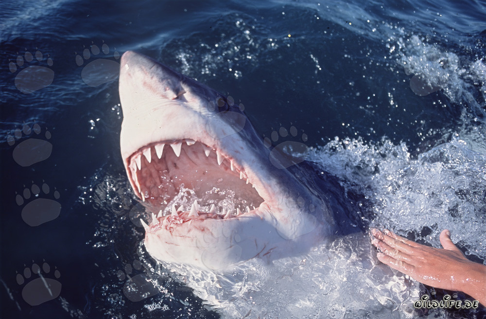 Grand requin blanc impressionnant émerge des profondeurs de l'océan