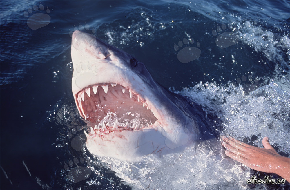 Impressive Great White Shark emerging from the depths of the ocean