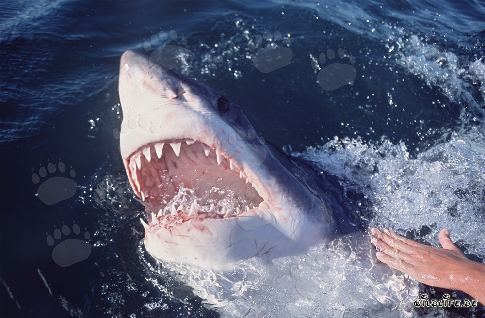 Impresionante tiburón blanco emerge de las profundidades del océano