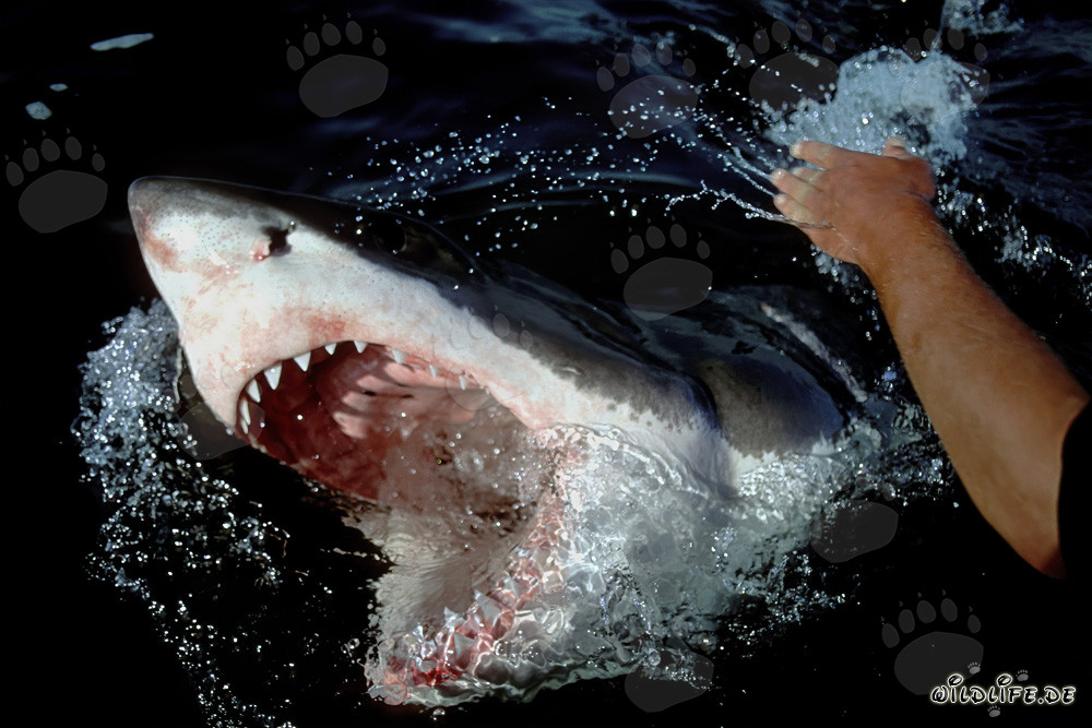 Great White Shark breaks through the water with open mouth