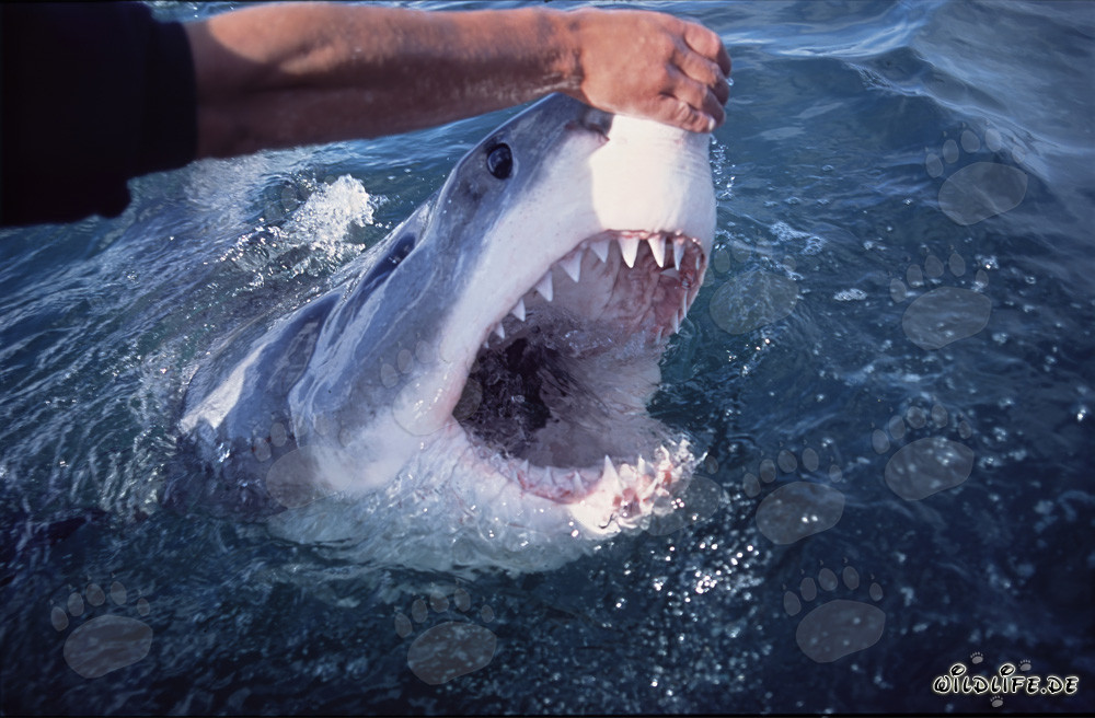 Touching the nose of a majestic Great White Shark
