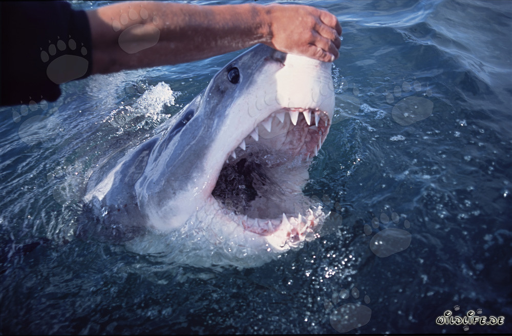 Contact à la pointe du museau du majestueux requin blanc