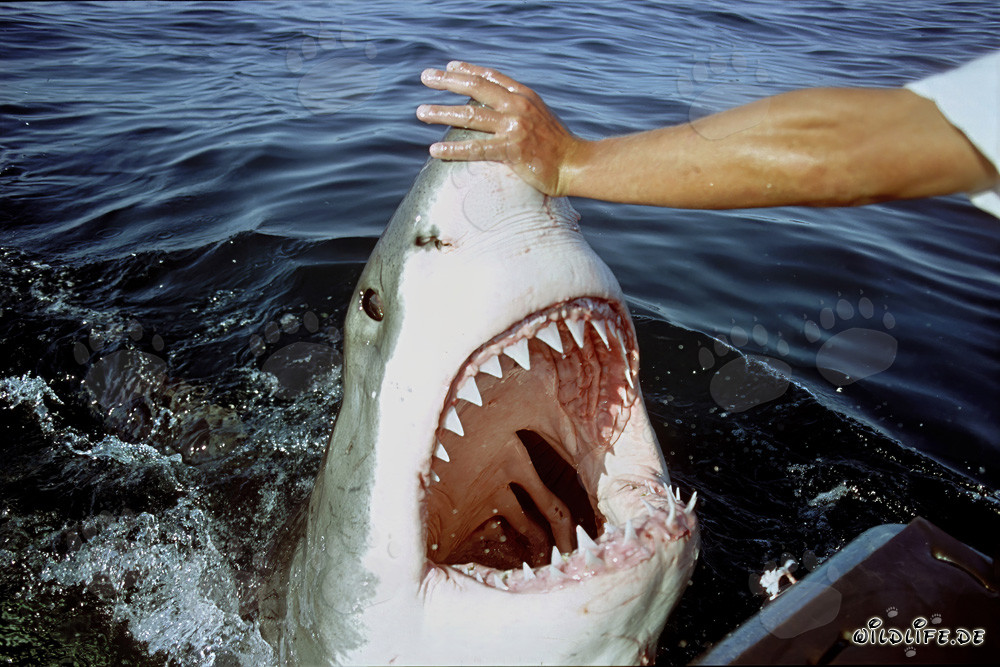 Momento fascinante: El gran tiburón blanco abre su poderosa mandíbula