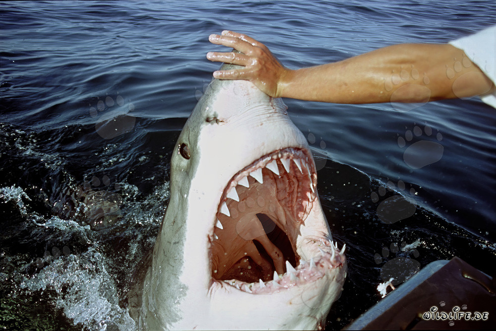 Moment fascinant : le grand requin blanc ouvre sa puissante mâchoire