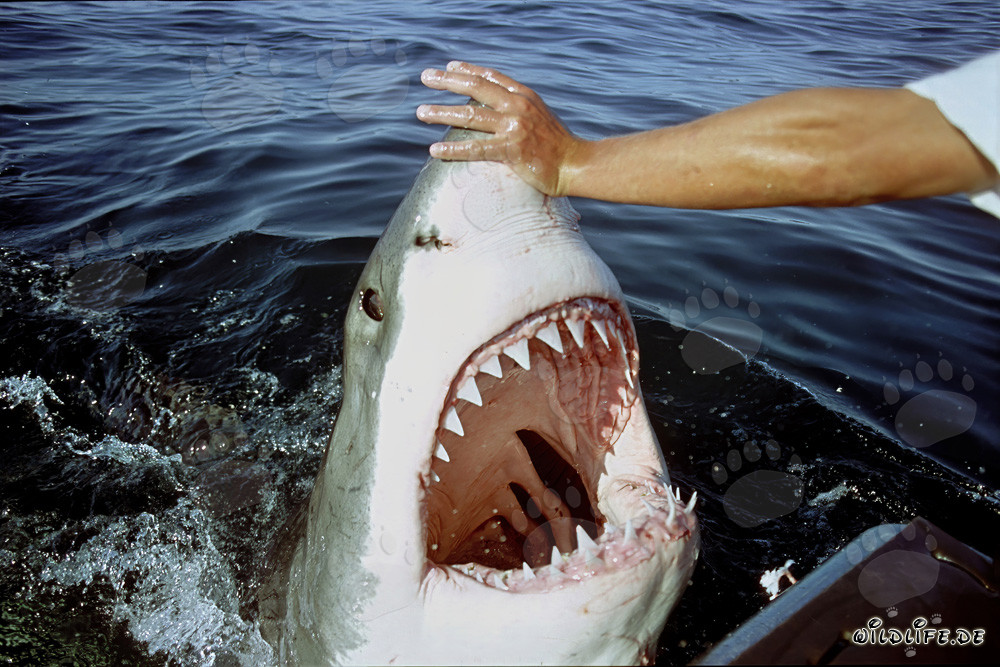 Captivating Moment: Touching the nose of a Great White Shark