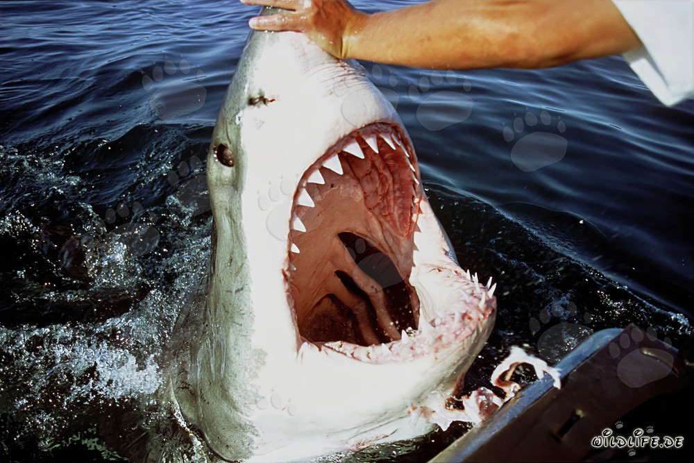 Great White Shark with Jaws Wide Open
