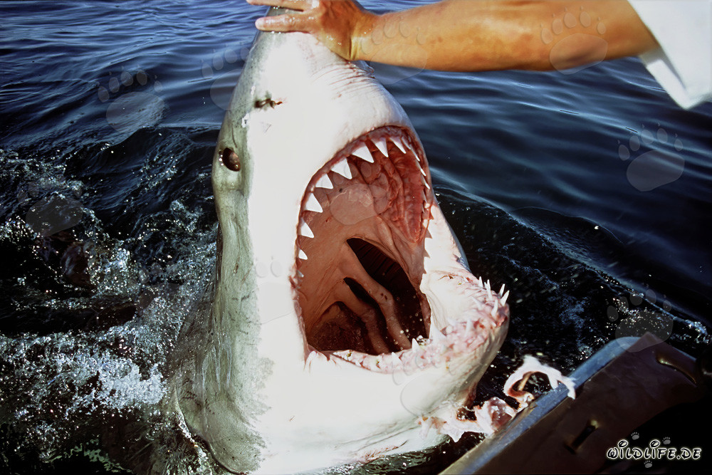 Requin blanc avec la gueule grande ouverte
