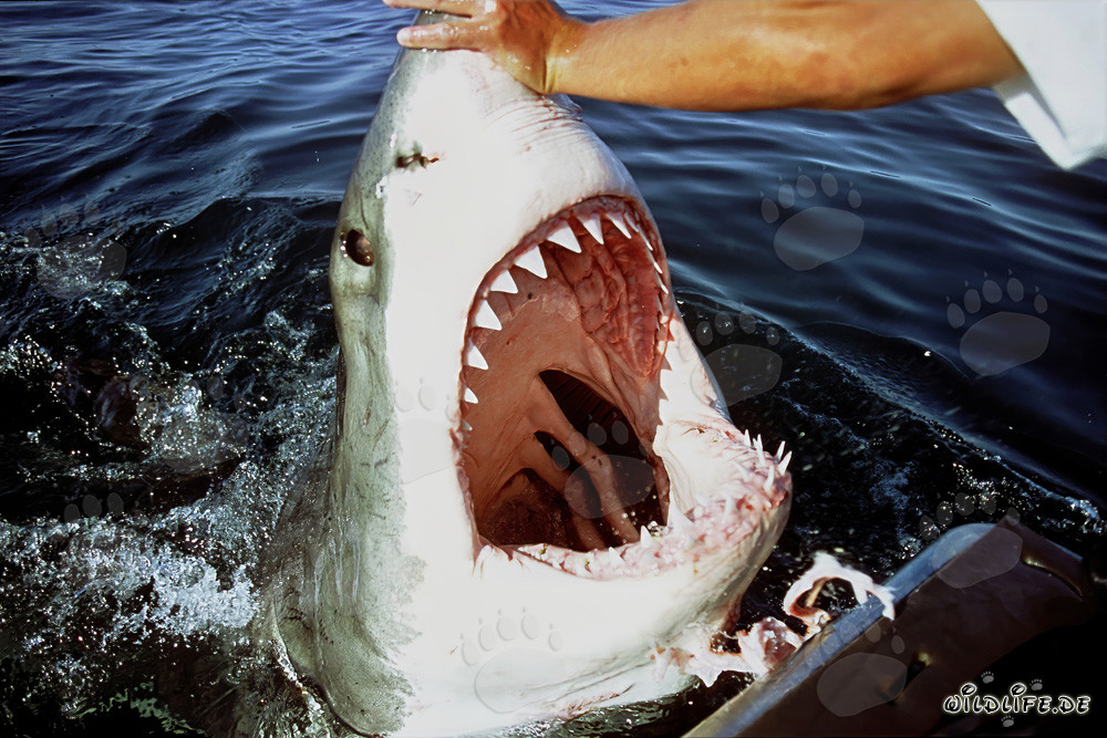 Tiburón blanco con la boca abierta de par en par