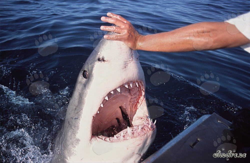 Touching the Nose of a Great White Shark