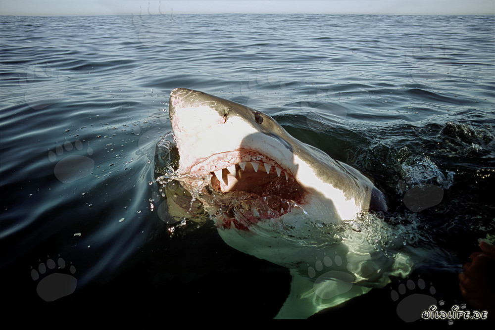 Grand requin blanc explorant le monde au-dessus de l'eau