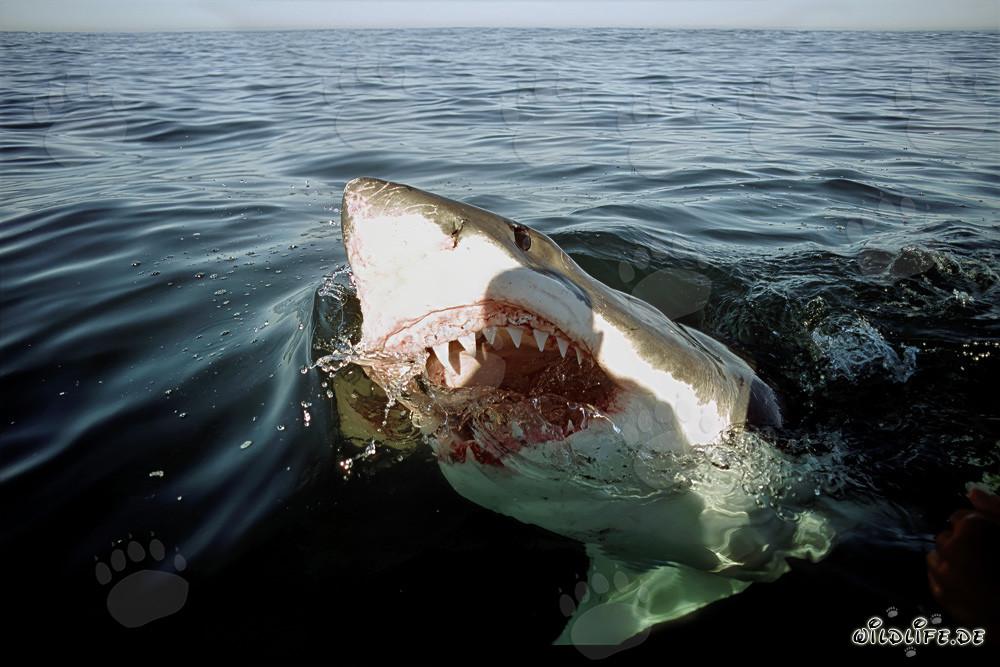 Impressive Great White Shark exploring the world above the water surface