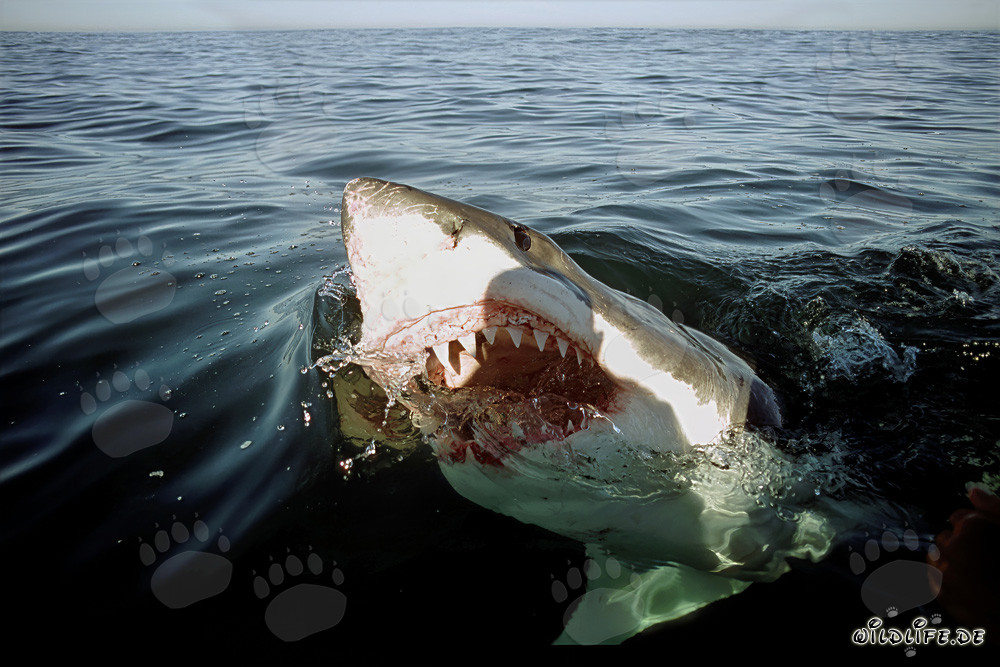 Impresionante tiburón blanco explorando el mundo sobre el agua
