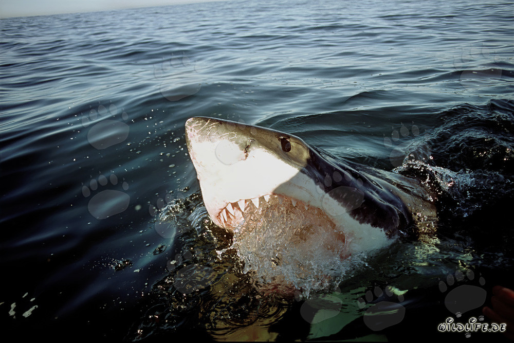 Gran Tiburón Blanco cerca de Gansbaai/Dyer Island, Sudáfrica