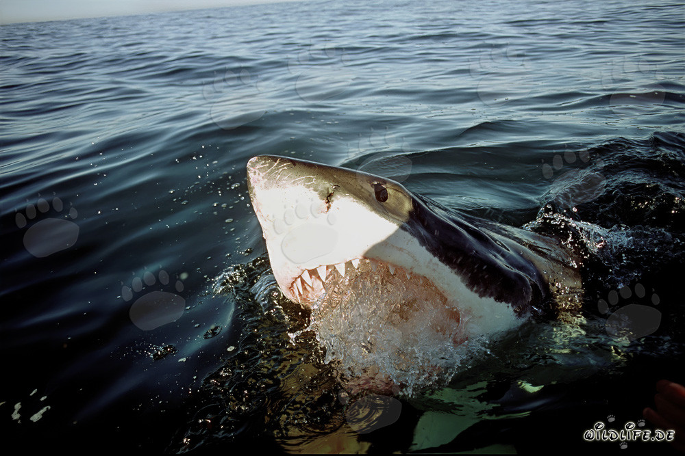 Impressive Great White Shark near Gansbaai/Dyer Island, South Africa