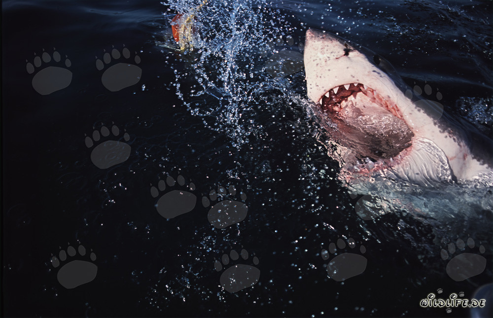 Gran tiburón blanco (Carcharodon carcharias) emerge espectacularmente desde las profundidades