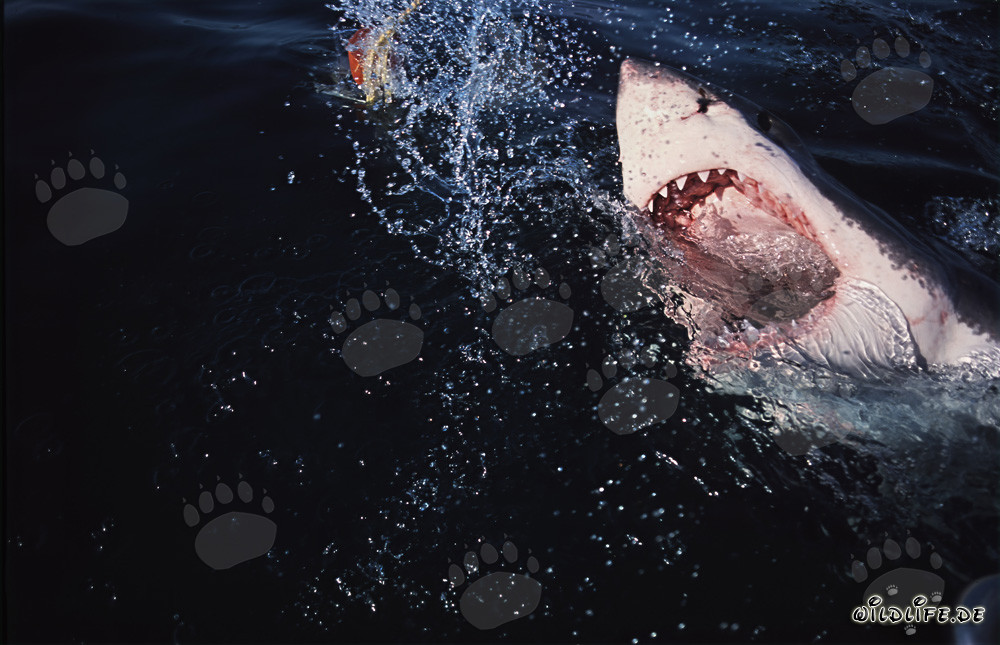 Grand requin blanc (Carcharodon carcharias) surgit spectaculairement des profondeurs