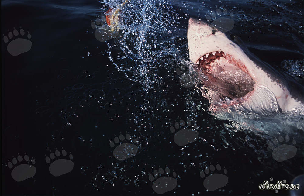 Grande squalo bianco (Carcharodon carcharias) emerge spettacolarmente dalle profondità