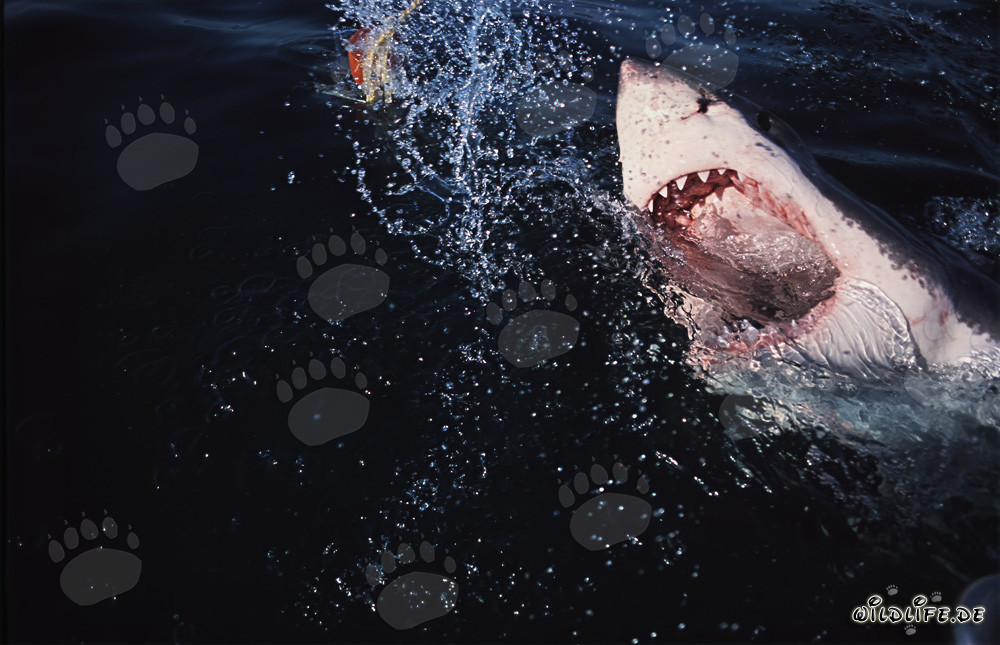 Great White Shark (Carcharodon carcharias) spectacularly breaches from the depths