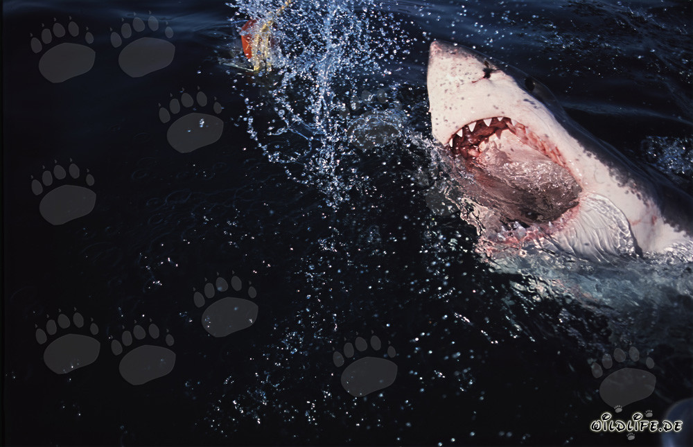 Großer Weißer Hai (Carcharodon carcharias) bricht spektakulär aus der Tiefe empor