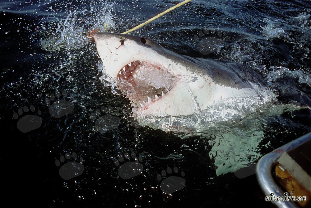 Grand requin blanc émerge des profondeurs de l'océan
