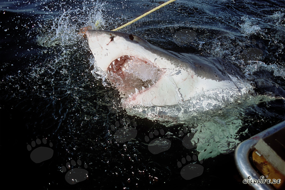 Gran tiburón blanco emerge de las profundidades del océano