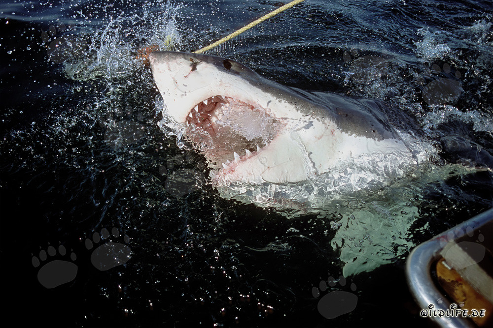 Impressive Great White Shark emerges from the depths of the ocean