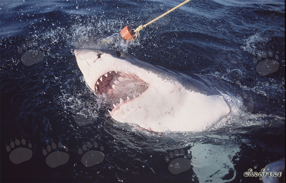 Grand requin blanc percant dramatiquement la surface de la mer